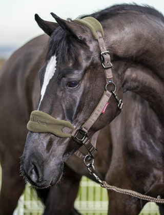 Headcollars Headcollars