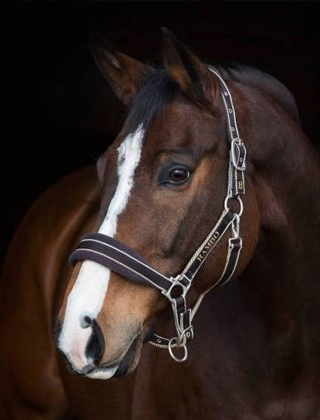 Horse Accessories Horse Accessories