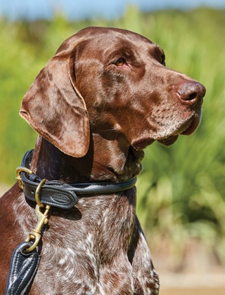 Collars, Leads & Harnesses
