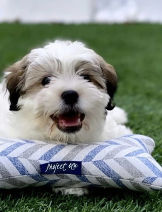 Dog Toys & Training Dog Toys & Training