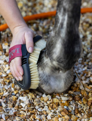 Grooming Grooming