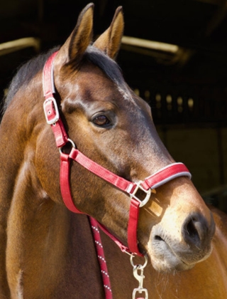 Headcollars & Leadropes Headcollars & Leadropes