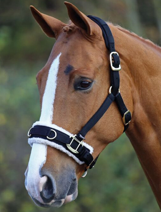 Horse Wear Horse Wear