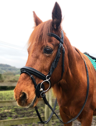 Saddlery Saddlery