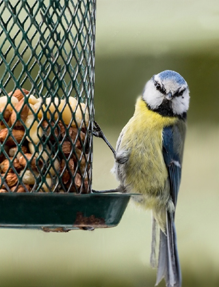 Bird Bird