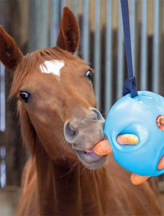 Stable & Yard Stable & Yard