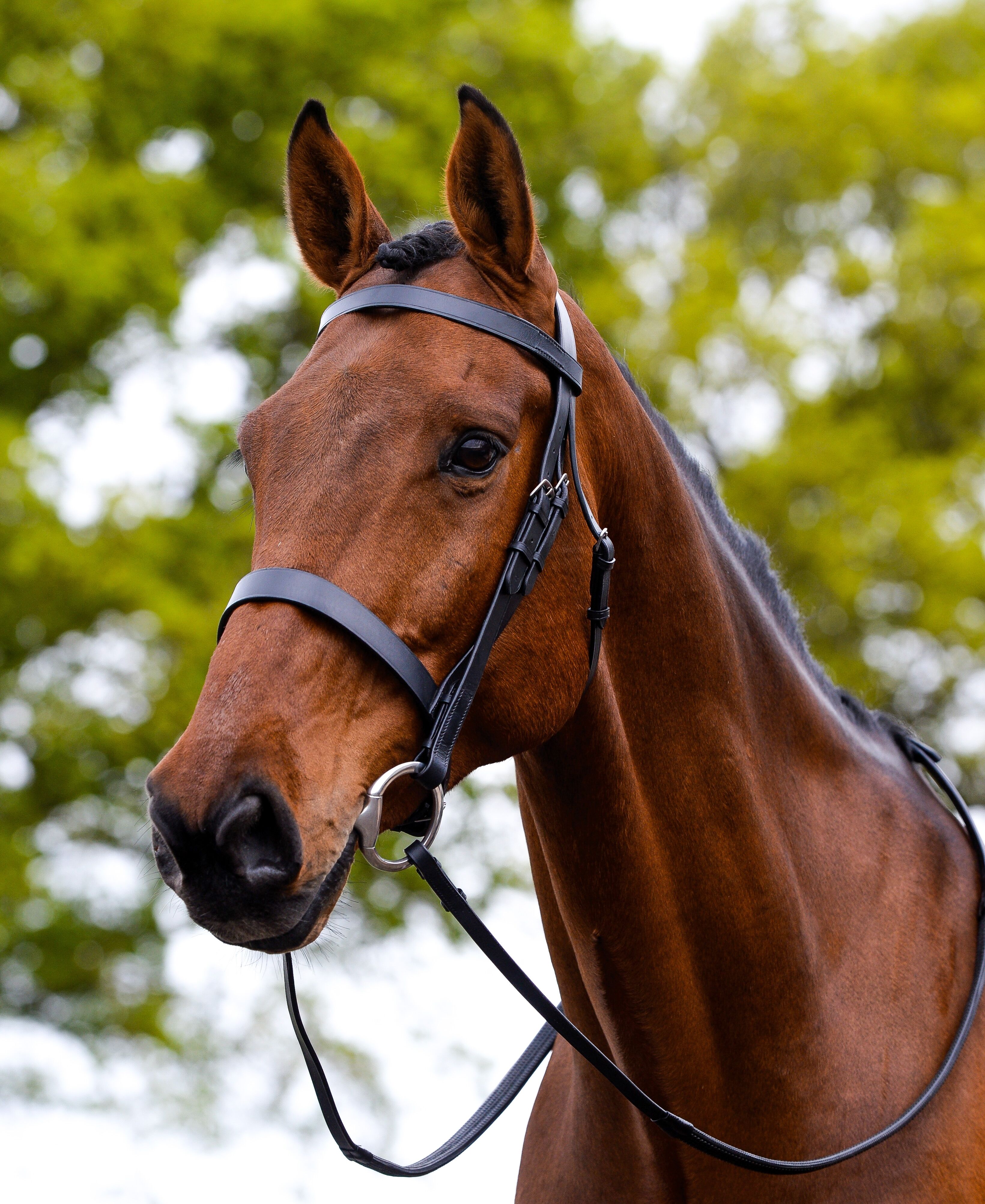 Kincade Cavesson Hunt Bridle Black | Griggs Equestrian