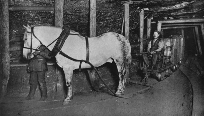 Pit Ponies: Life Underground